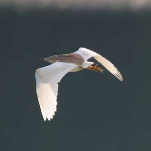 Squacco Heron