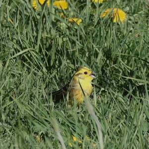 Yellowhammer