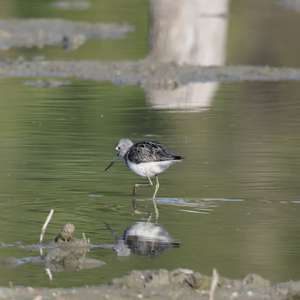 Common Greenshank