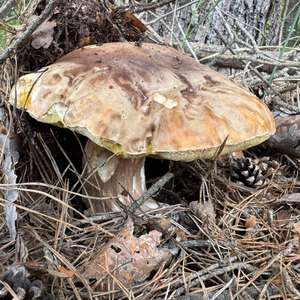 King Bolete