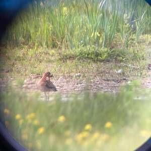 Black-tailed Godwit