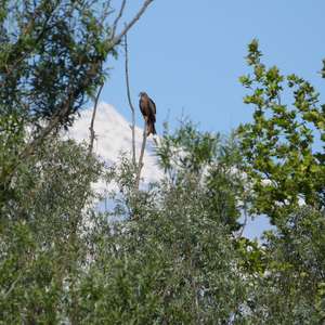 Black Kite