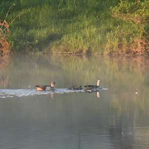 Egyptian Goose