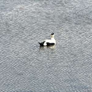 Common Eider