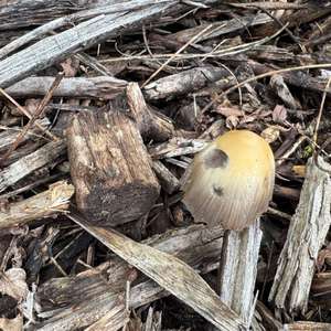 Mica Cap