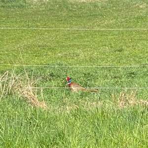 Common Pheasant