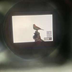 Tree Pipit