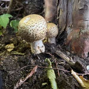Unknown Species