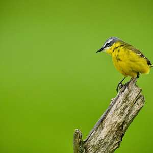 Yellow Wagtail