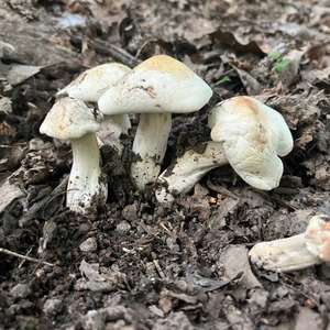 St George`s Mushroom