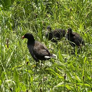 Common Moorhen