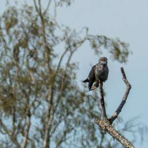 Common Cuckoo