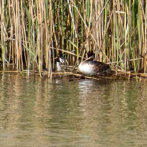 Great Crested Grebe
