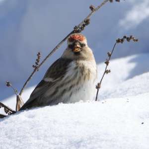 Common Redpoll