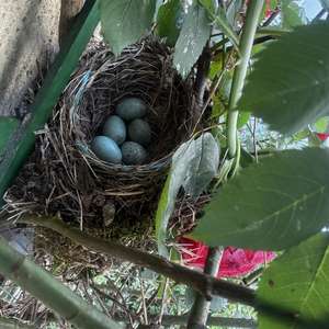 Amsel