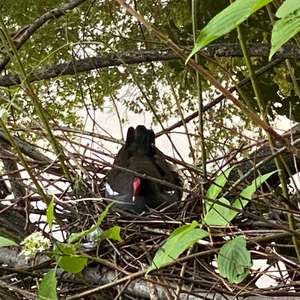 Common Moorhen