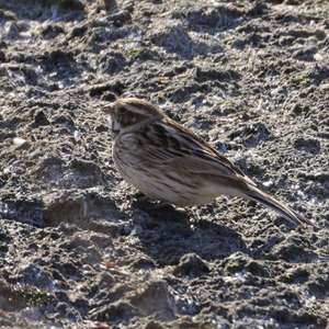 Reed Bunting