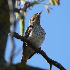 Eurasian Wryneck