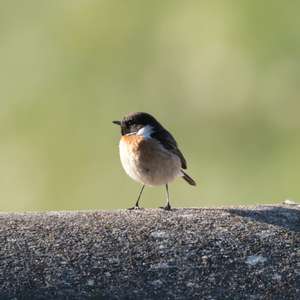 Whinchat