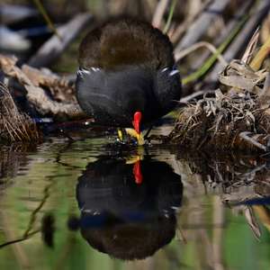 Common Moorhen