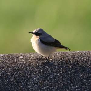 Northern Wheatear