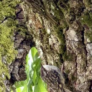 Short-toed Treecreeper