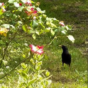 Common Starling