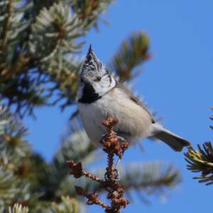 Crested Tit