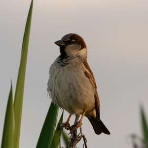 House Sparrow