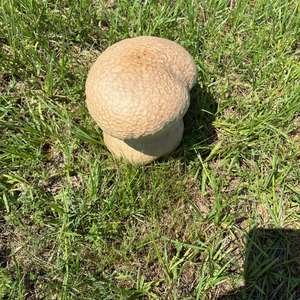 Meadow Puffball
