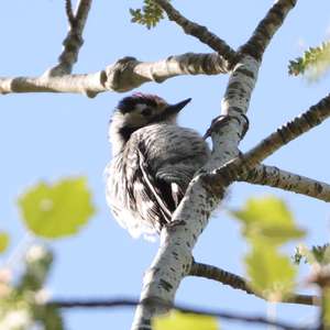 Lesser Spotted Woodpecker