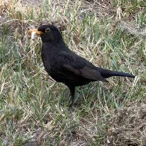 Eurasian Blackbird