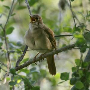 Common Nightingale