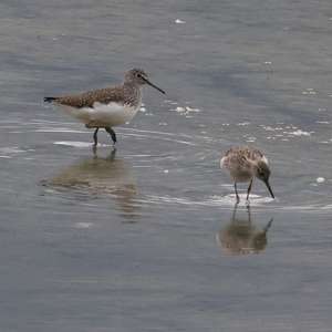 Common Greenshank