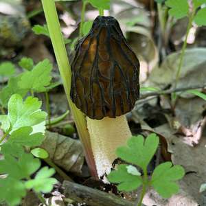 Half-free Morel