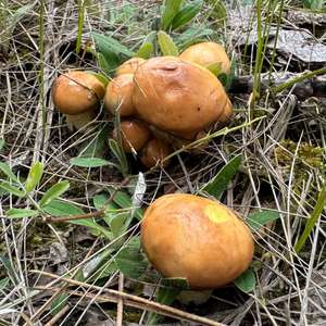 Körnchen-Röhrling