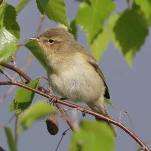Common Chiffchaff