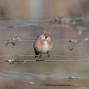 Eurasian Linnet
