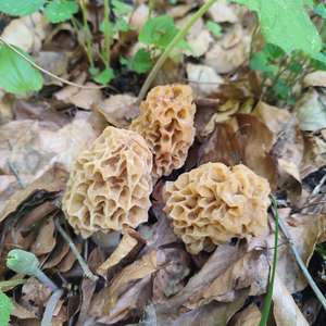 Unknown Species