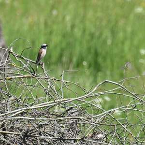 Red-backed Shrike