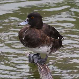 Tufted Duck