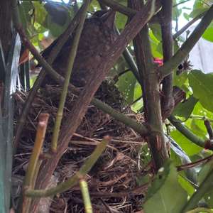 Eurasian Blackbird