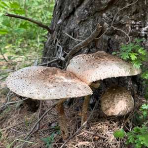 Parasol