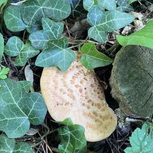 Dryad`s Saddle