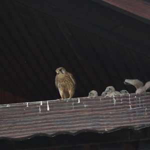 Common Kestrel