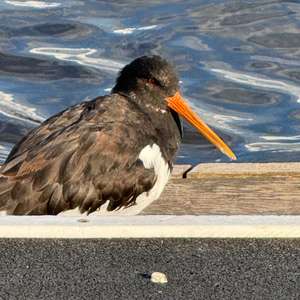 Eurasian Oystercatcher