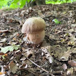 Summer Bolete