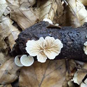 Unknown Species