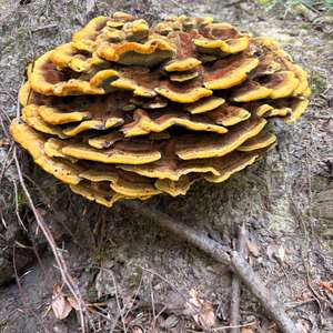 Pine Dye Polypore
