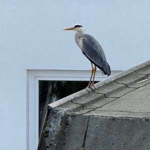 Grey Heron